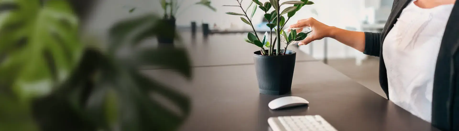 Interim Management Organisationsentwicklung: Das Bild zeigt eine Frau am Schreibtisch sitzend und eine Topfpflanze giessend.